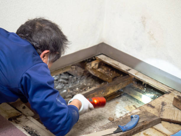 Best Commercial Mold Remediation in Thorndale, TX