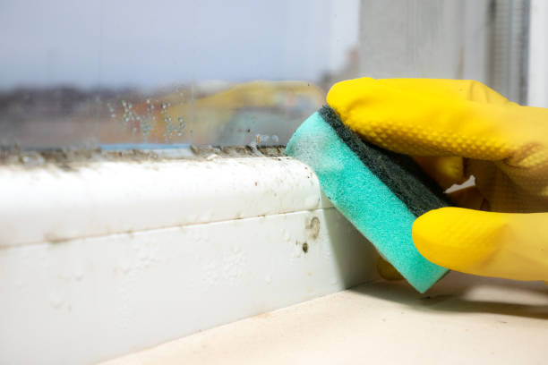 Best Post-Flood Mold Remediation in Thorndale, TX