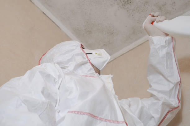 Best Basement Mold Remediation in Thorndale, TX