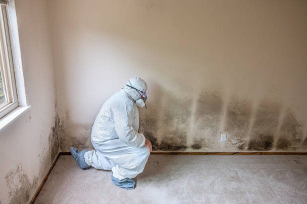 Best Bathroom Mold Remediation in Thorndale, TX