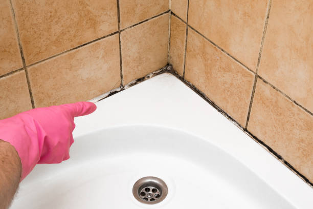 Best Mold Testing and Inspection Services in Thorndale, TX